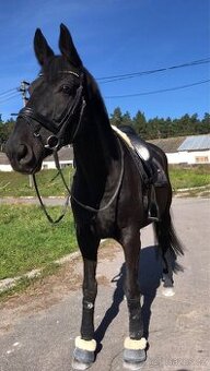 Poptávka koupě rekreačního koně – spolehlivý parťák