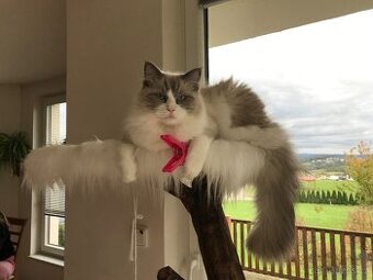 Ragdoll kocourek ke krytí bez pp