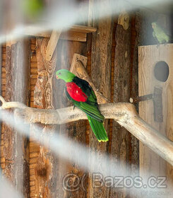 Papoušek červenokřídlý - 1