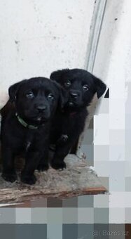 Labrador, Labradorský retrívr štěňátka