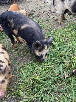 Kune Kune