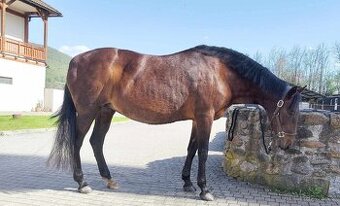 Paso Fino - 1