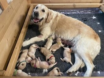 Zlatý retriever štěňata