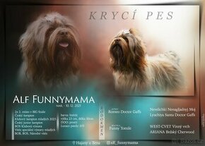 Ruská barevná boloňka - krycí pes - 1
