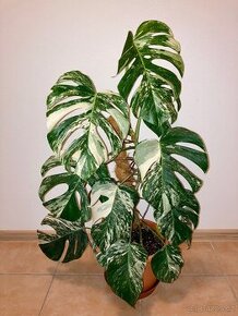 VYPRODÁNO Monstera albo variegata panašovaná bílá deliciosa