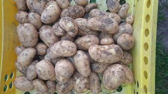 Ranné brambory Monika přímo od farmáře