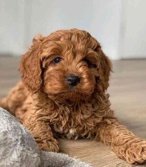 Cavapoo