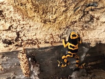 Dendrobates leucomelas
