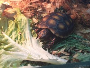 prodám mláďata želv + kompletní terárium