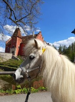 Docházka k poníkům