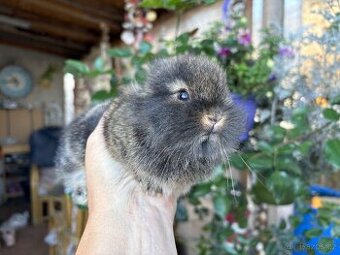 ♥️zakrslý králík…. sameček již k odběru