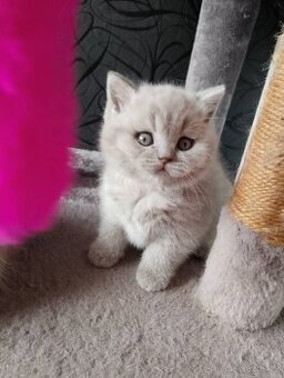 Britská koťátka volné 2.kočičky