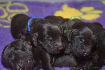 FLAT COATED RETRIEVER