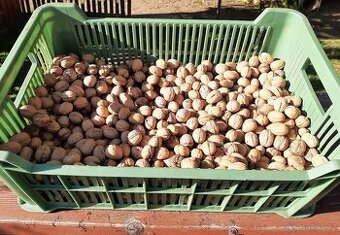 Vlašské ořechy letošní