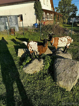 Holandská zakrslá koza s PoP - matka a dcera