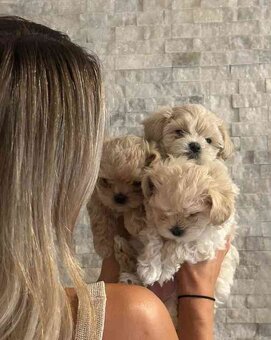 Maltipoo