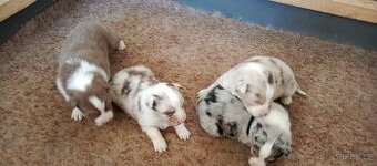 Australský ovčák bez PP.