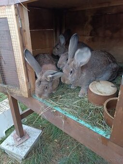Prodám králíky