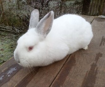 Kralík samec kříženec Nb+Kal