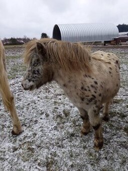 Shetland pony