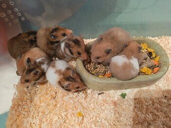 Křeček ZLATÝ vymazlená mláďata.