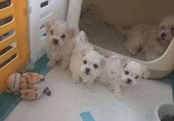 Maltézský psík- maltézáček- pejsek