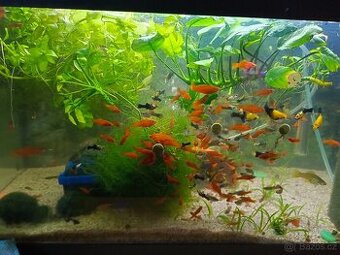 prodam mlade mecovky red a zelene a mlade pavi ocka