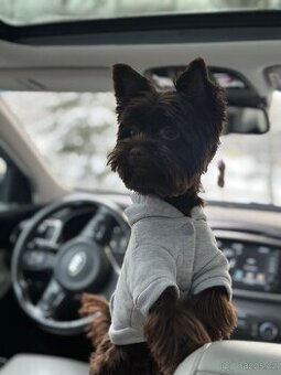 Jorkšírský teriér MINI – pes ke krytí, Praha