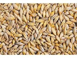 krmný ječmen a brambory