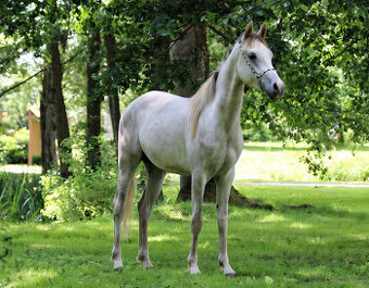 Nabízíme k prodeji arabského plnokrevného valacha