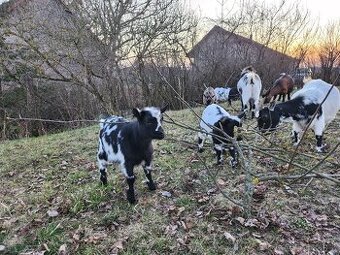 Prodáme kozlíky Holandské zakrslé