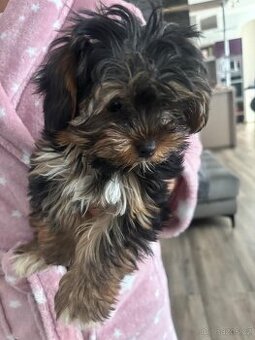 Jorkšírský teriér