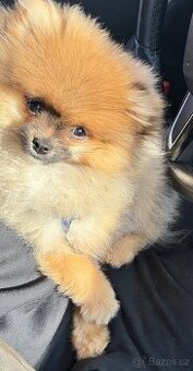 Pomeranian mini