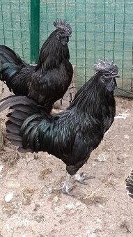 Ayam cemani - násadová vejce
