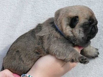 Mops - Štěňátka - 1
