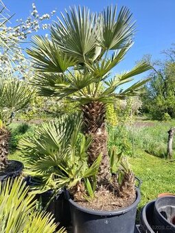 Palma chamaerops humilis vulcano - 1