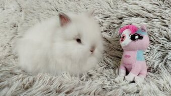 Zakrslý králík, králíček -(TEDDY)-HEIDY