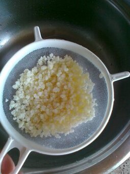 Tibetská houba