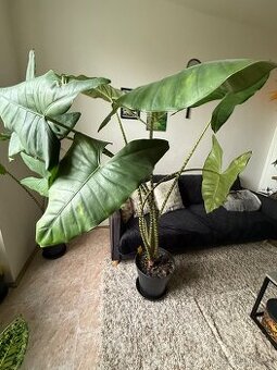 Alocasia Zebrina - 1,5 metra, obrovské listy - 1