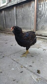 Araukana kohout