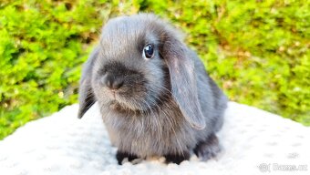 Zakrslý beránek, králíček, králík - PIPER