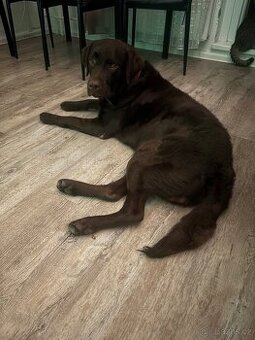 Labrador