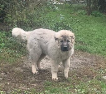 Štěně Kavkazský pastevecký pes s PP