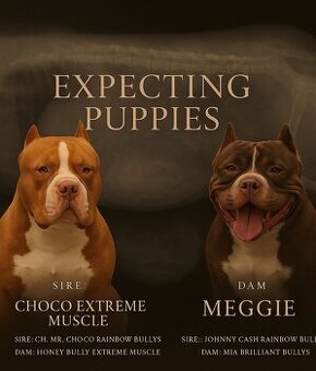 S radostí oznamujeme, že čekáme vrh🐾