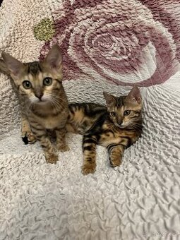 Bengálská koťátka na prodej