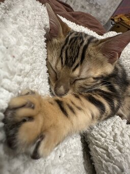 Bengálská koťátka na prodej