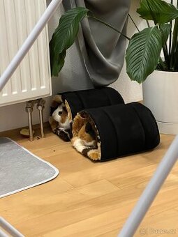 Morčata dvě holky zdarma