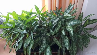 Aglaonema 3 ks
