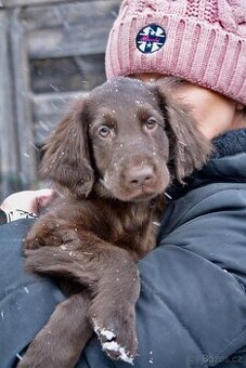 Flat Coated Retriever - pejsci s PP