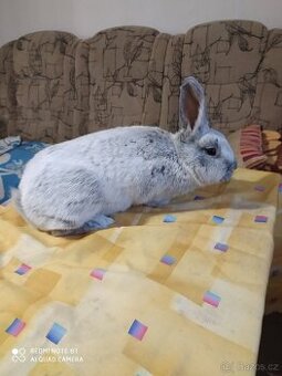 Velký světlý stříbřitý